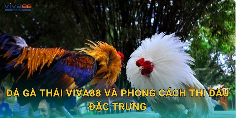 Đá gà Thái Viva88 và phong cách thi đấu đặc trưng