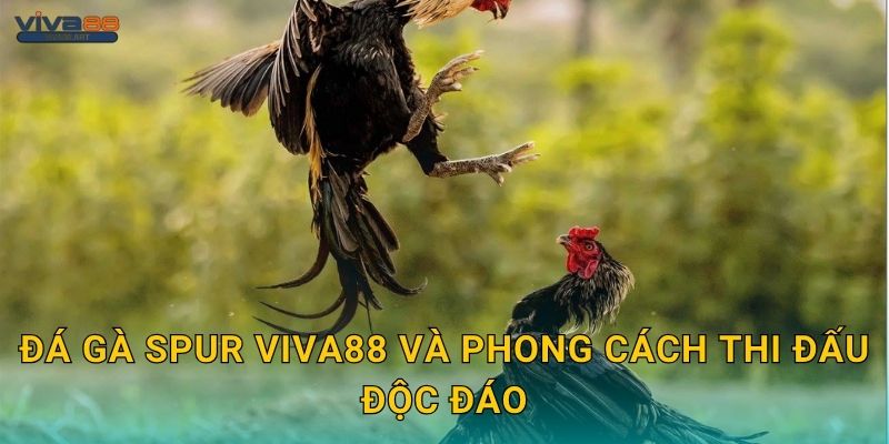 Đá gà spur Viva88 và phong cách thi đấu độc đáo