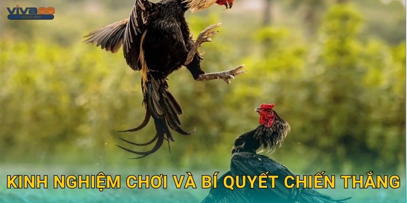 Kinh nghiệm chơi và bí quyết chiến thắng